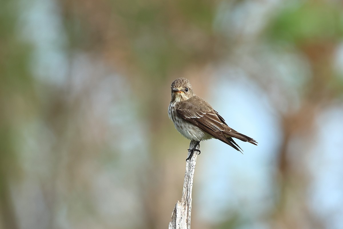 Gray-streaked Flycatcher - ML609858290
