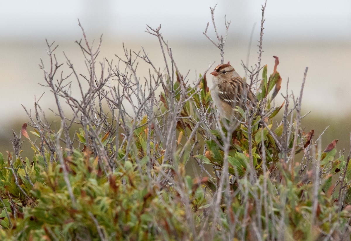 White-crowned Sparrow - ML609858327