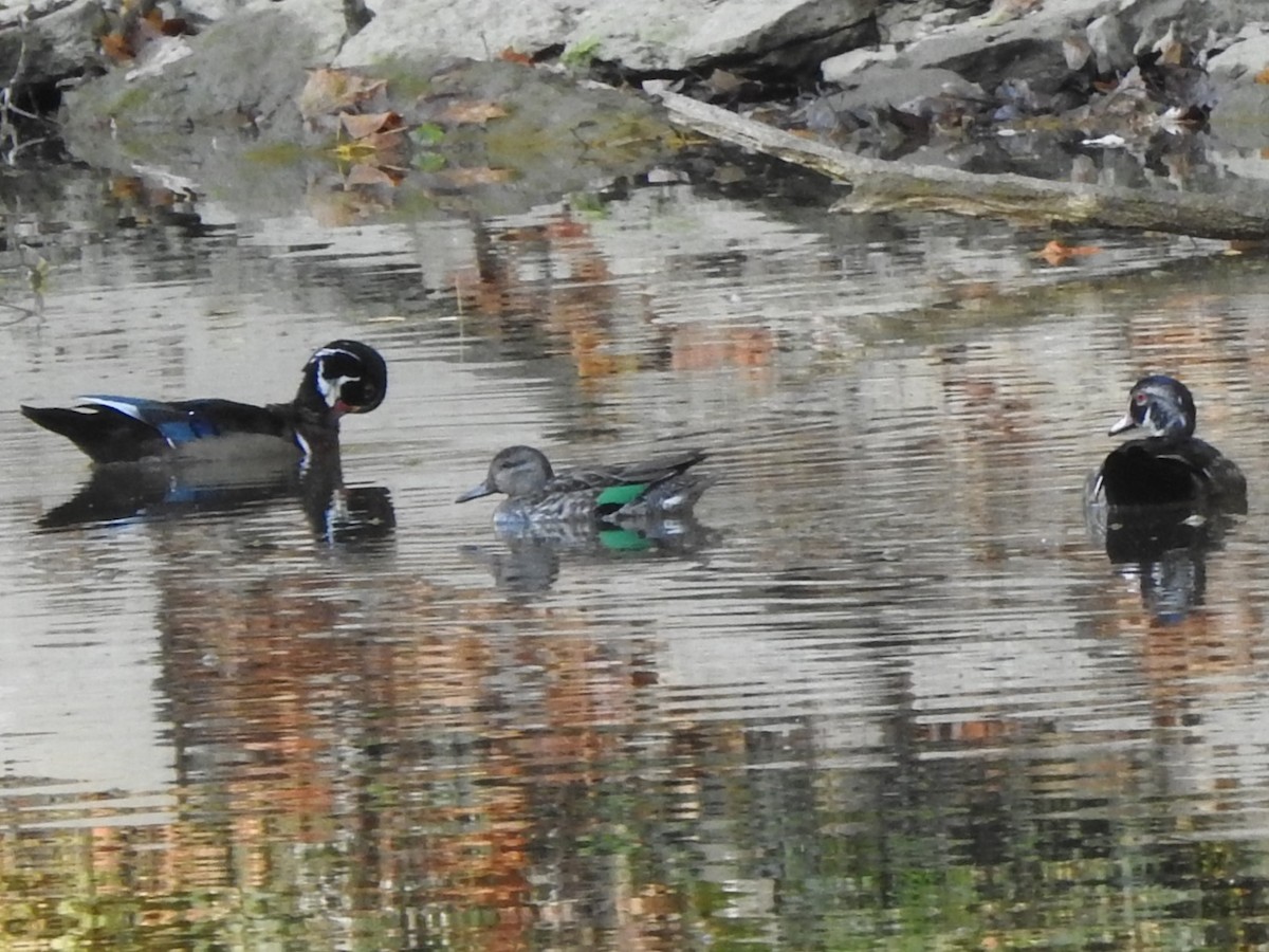 Green-winged Teal - ML609858481