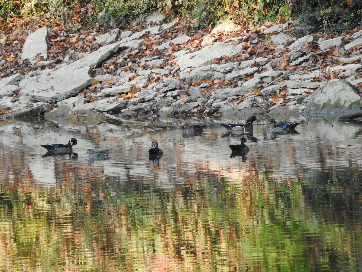 Wood Duck - ML609858488