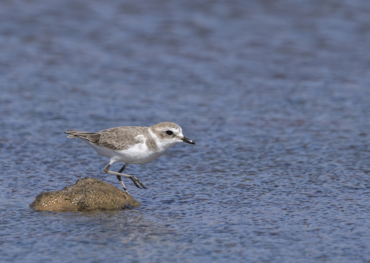 Kentish Plover - ML609858595