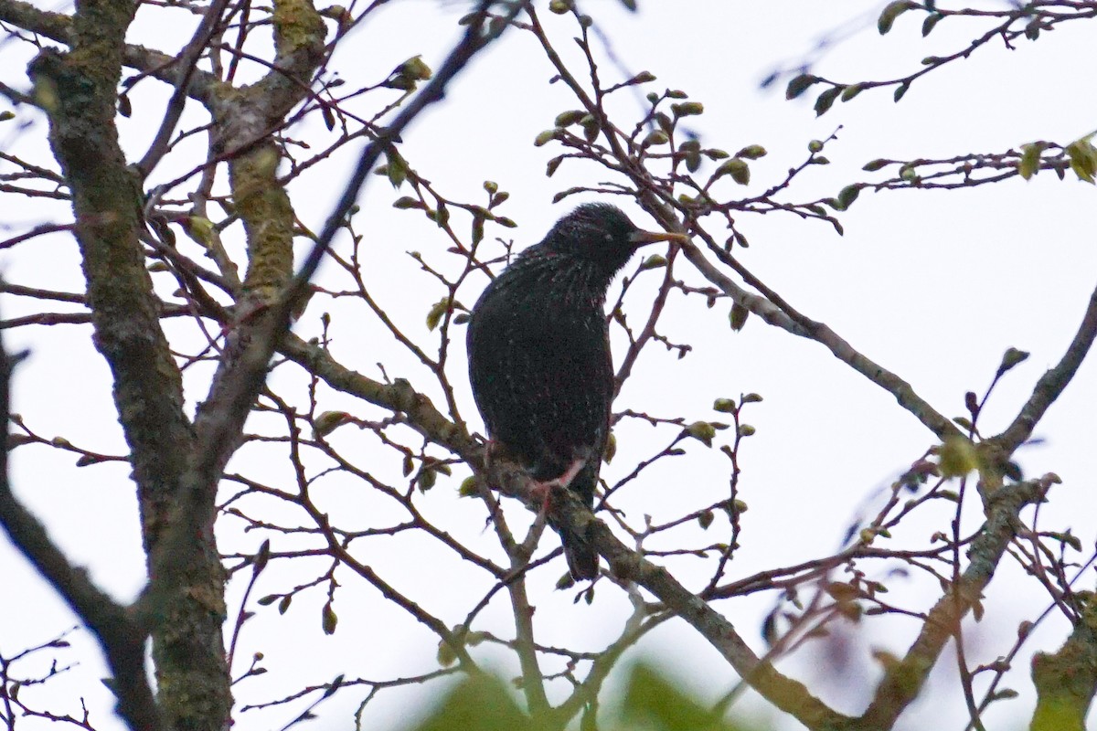 European Starling - ML609858624