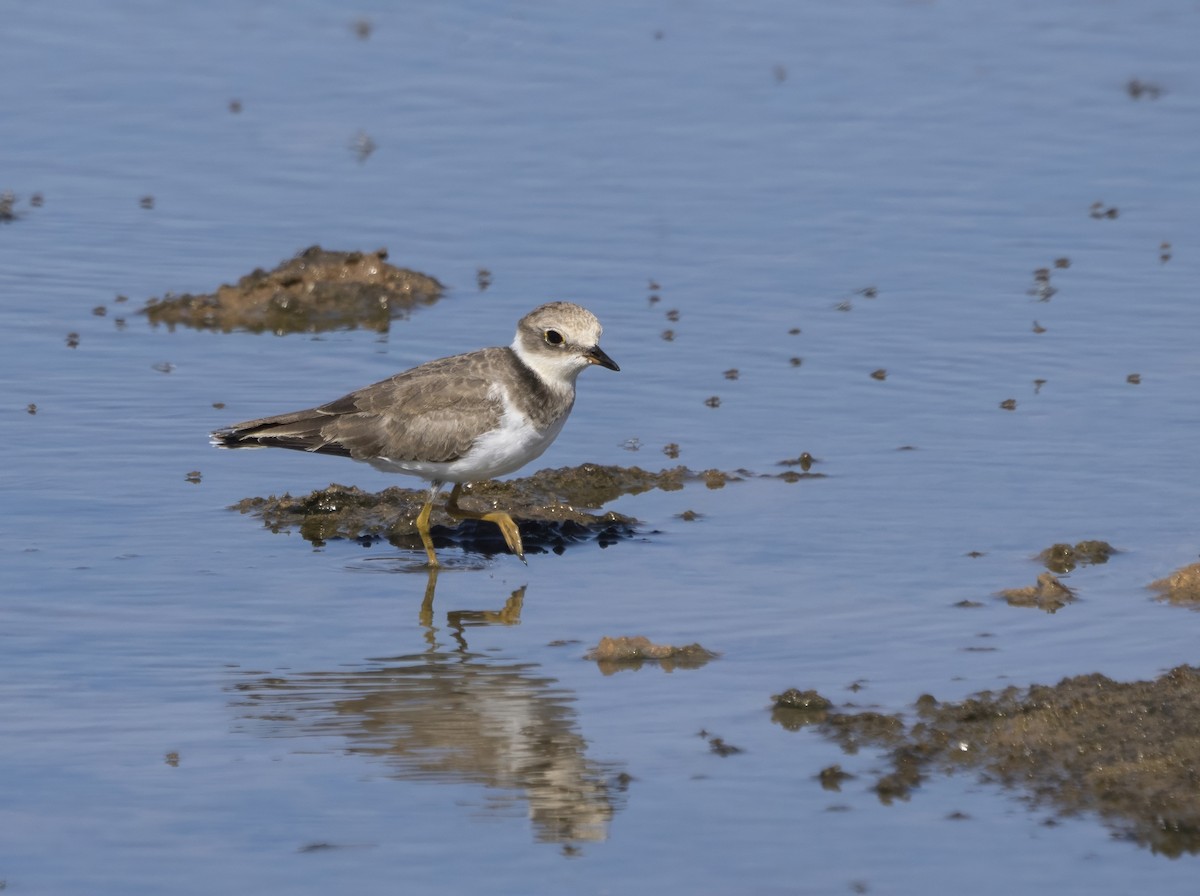 Little Ringed Plover - ML609858672