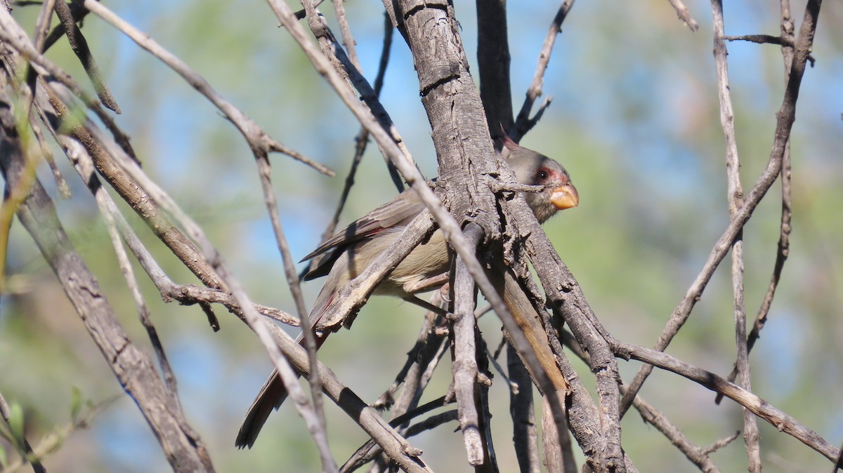 Cardinal pyrrhuloxia - ML609858689