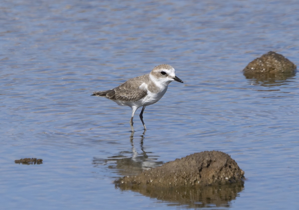 Kentish Plover - ML609858695