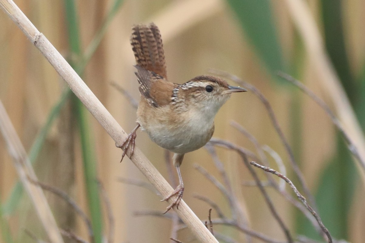 Marsh Wren (palustris Group) - ML609858788