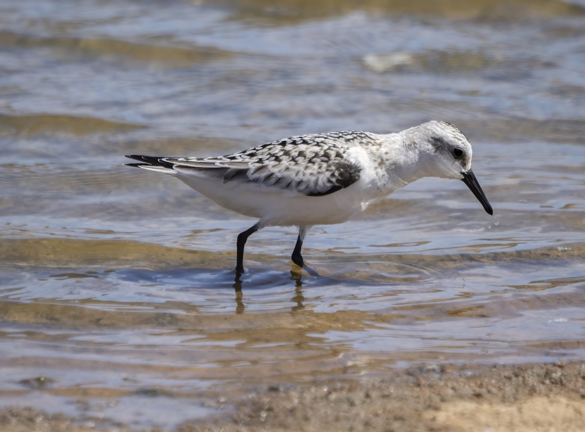 Sanderling - ML609858869