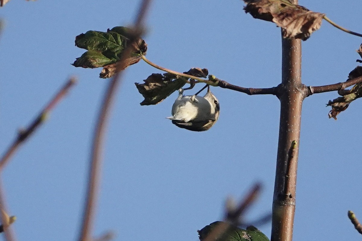 Hume's Warbler - Béla Andraskay