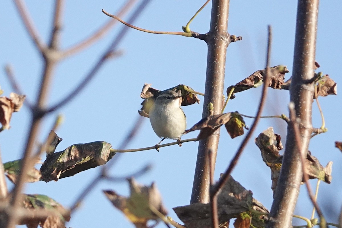 Hume's Warbler - Béla Andraskay