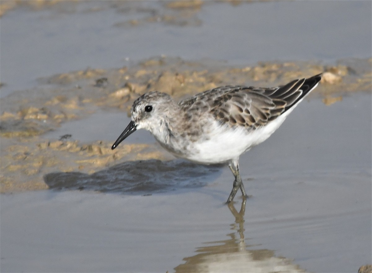 Little Stint - ML609859025