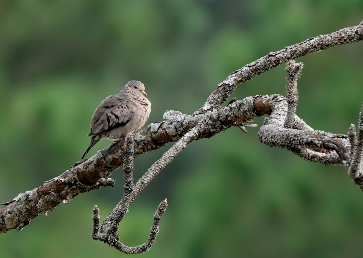 Common Ground Dove - ML609859049