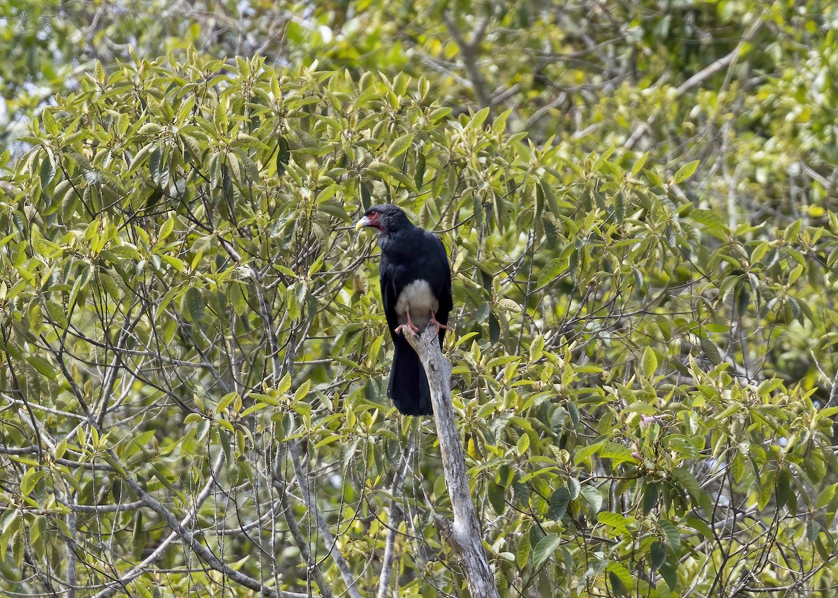 Red-throated Caracara - ML609859170