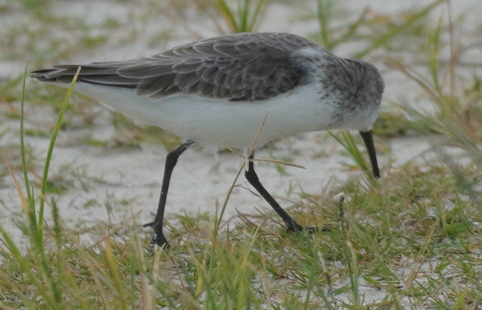 Bergstrandläufer - ML609859180