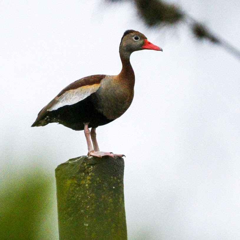 Black-bellied Whistling-Duck - ML609859203