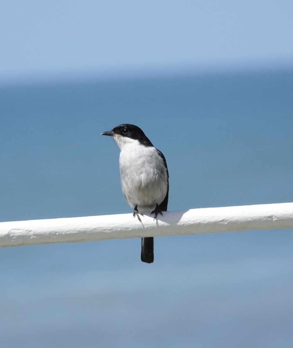 Fiscal Flycatcher - ML609859216