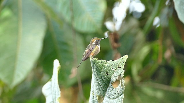 Colibrí de Mitchell - ML609859286