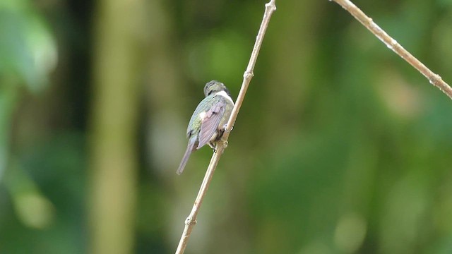 Purple-throated Woodstar - ML609859326