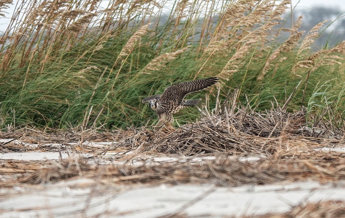 Peregrine Falcon - ML609859344