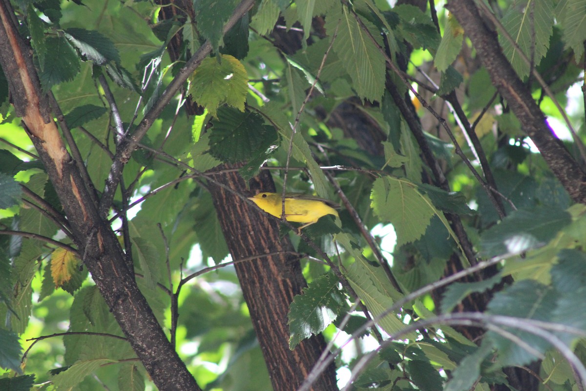 Wilson's Warbler - ML609859377