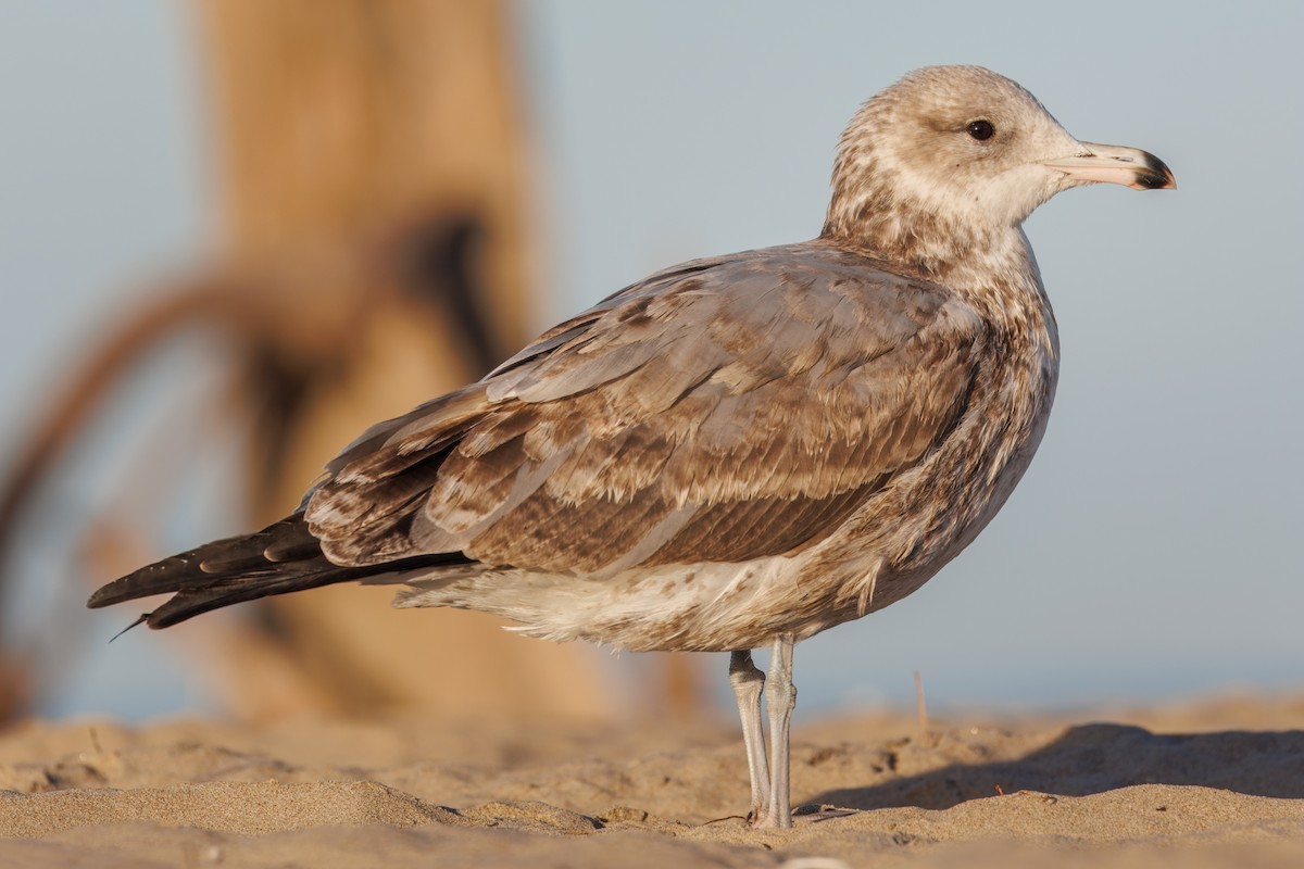 California Gull - John Callender