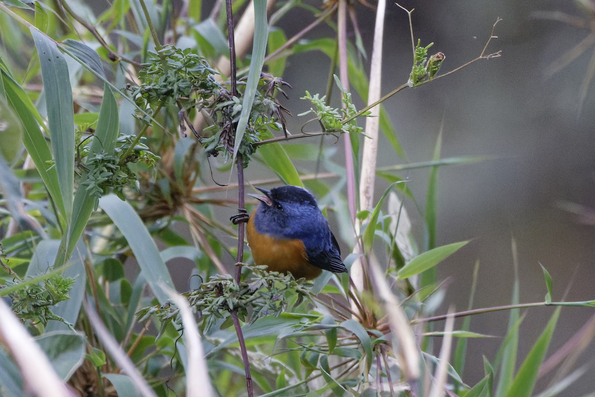 Blue-backed Conebill - ML609859437