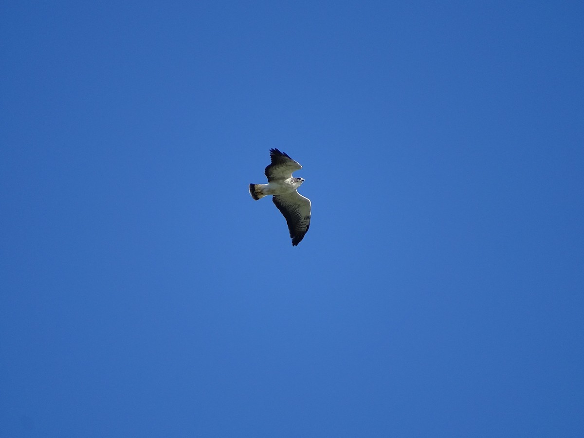 White-tailed Hawk - Enric Fontcuberta Trepat