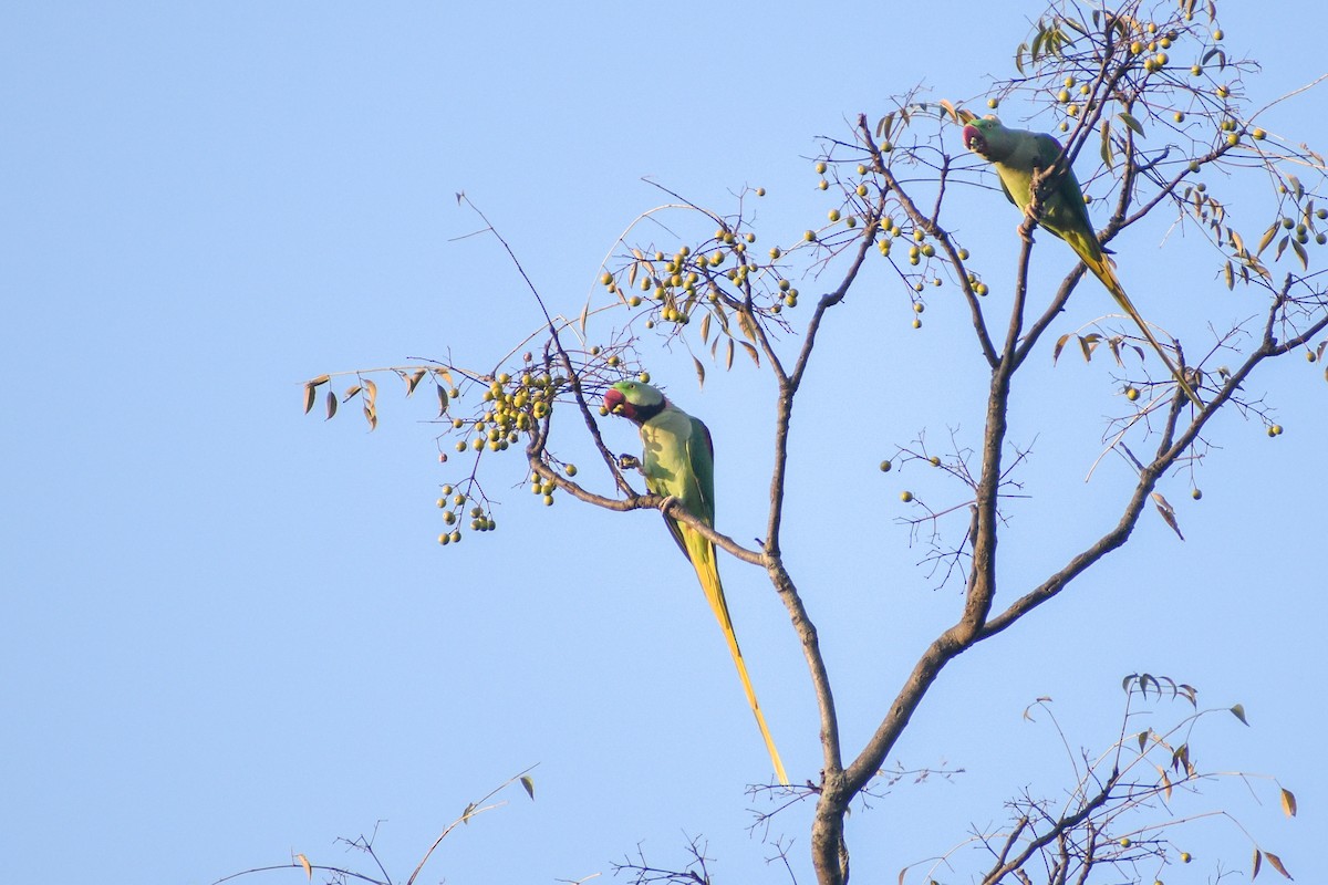 Alexandrine Parakeet - ML609859476