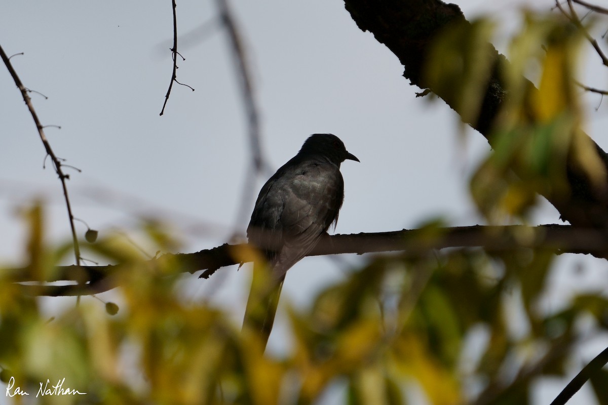 Square-tailed Drongo-Cuckoo - ML609859522