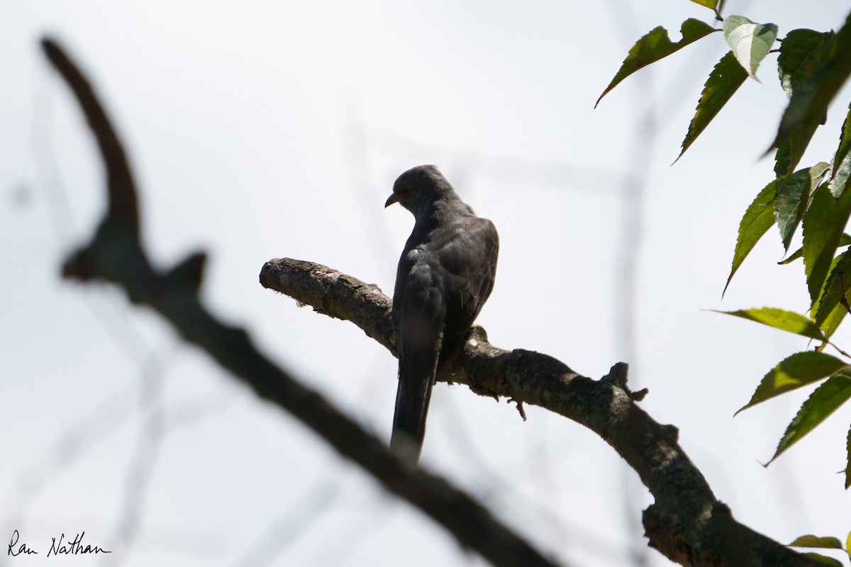 Square-tailed Drongo-Cuckoo - Ran Nathan