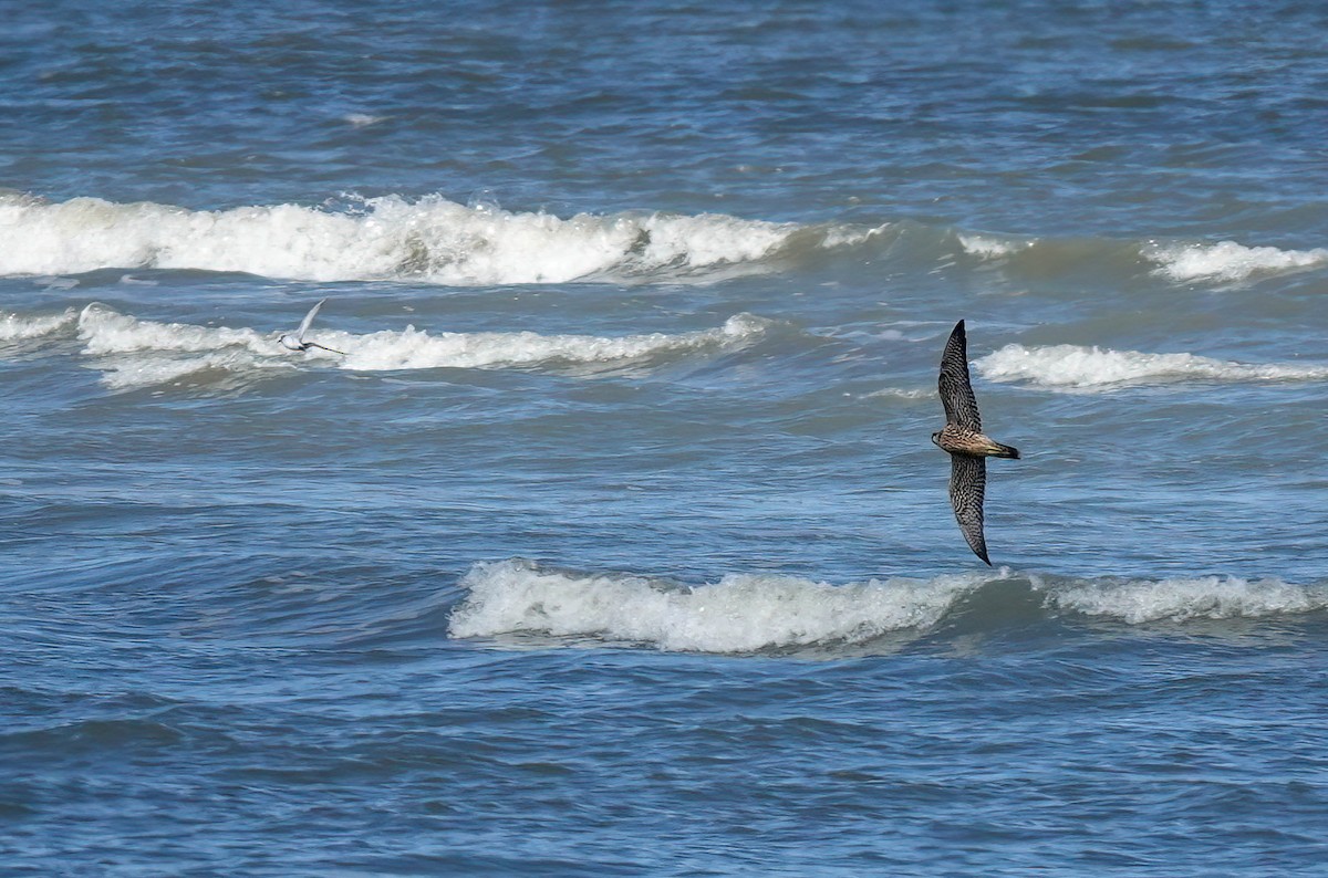 Peregrine Falcon - ML609859532