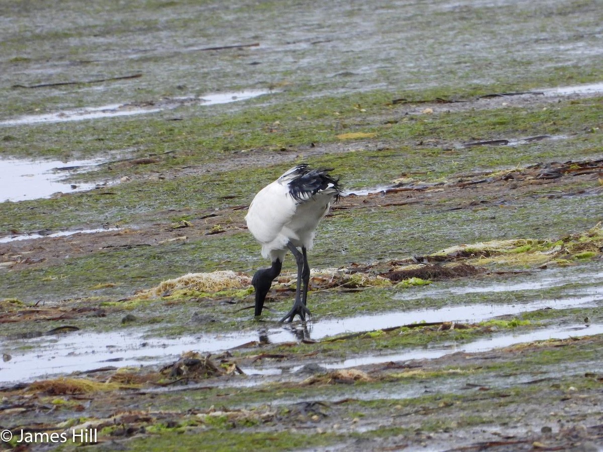 African Sacred Ibis - ML609859576