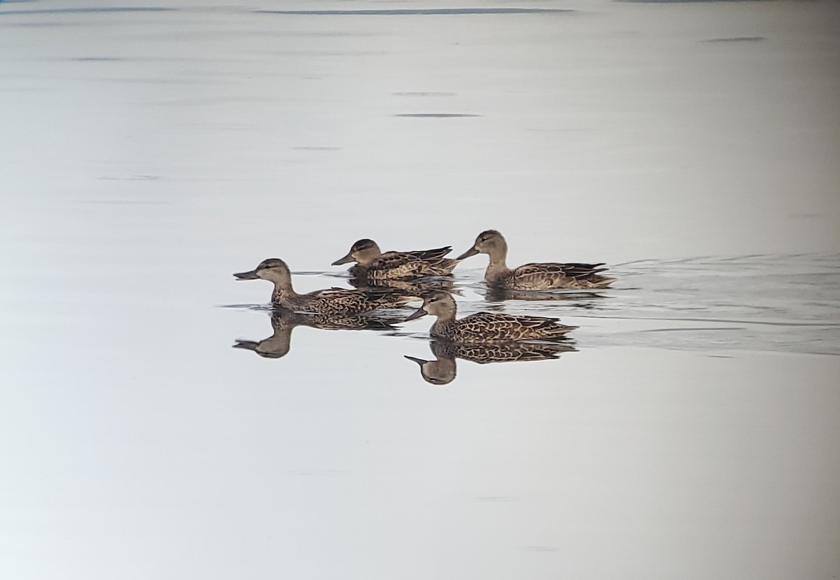 Blue-winged Teal - ML609859602