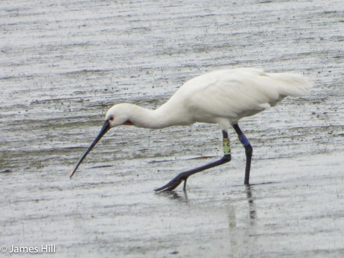 Eurasian Spoonbill - ML609859613