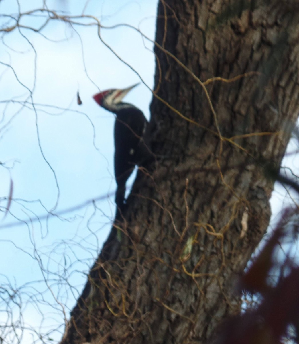 Pileated Woodpecker - ML609859623