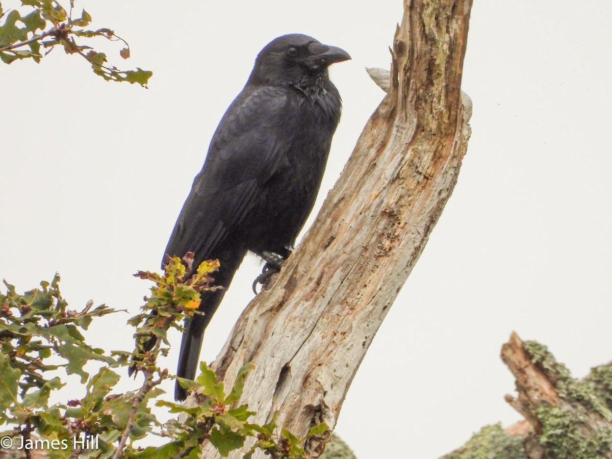 Carrion Crow - ML609859624