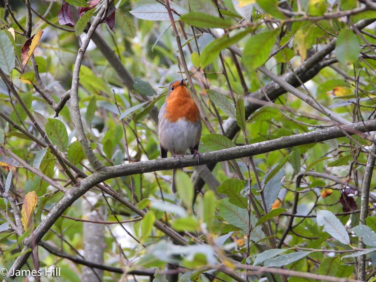 European Robin - ML609859663