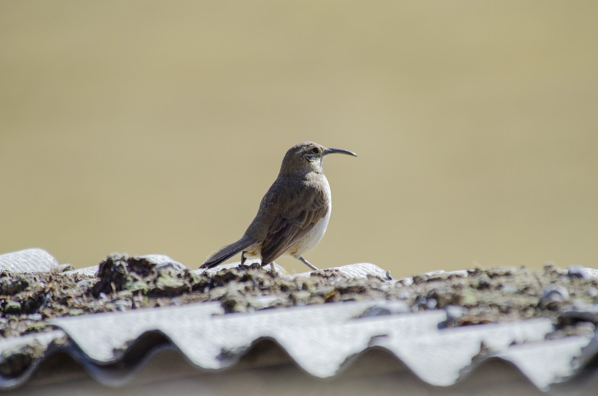 Buff-breasted Earthcreeper - ML609859686