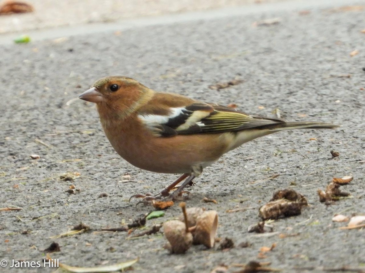 Common Chaffinch - ML609859720