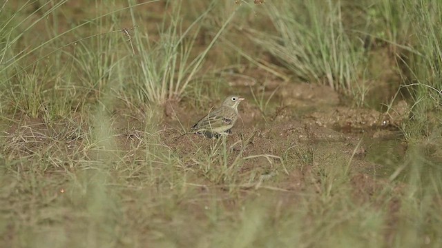 Gray-necked Bunting - ML609859770