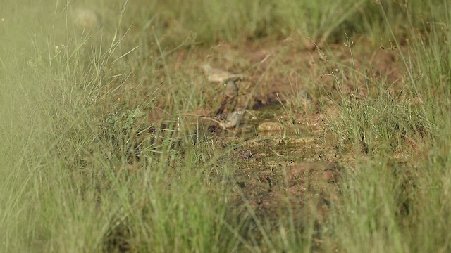 Gray-necked Bunting - ML609859773