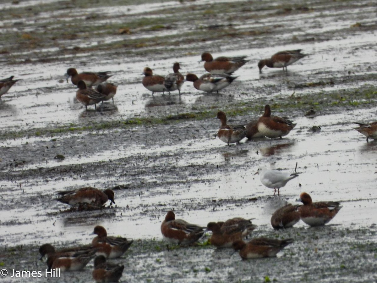 Eurasian Wigeon - ML609859846