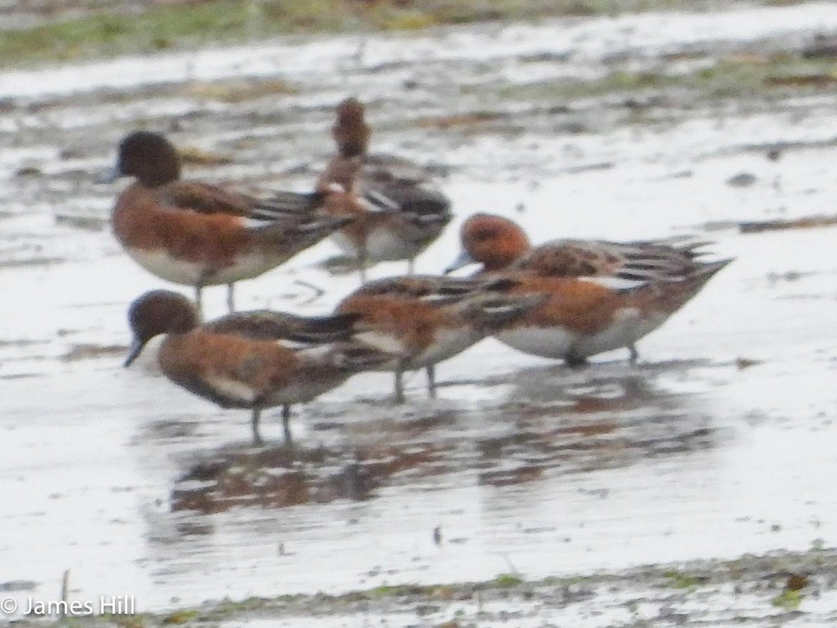 Eurasian Wigeon - ML609859848