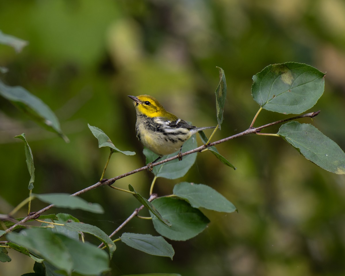 Black-throated Green Warbler - ML609859850