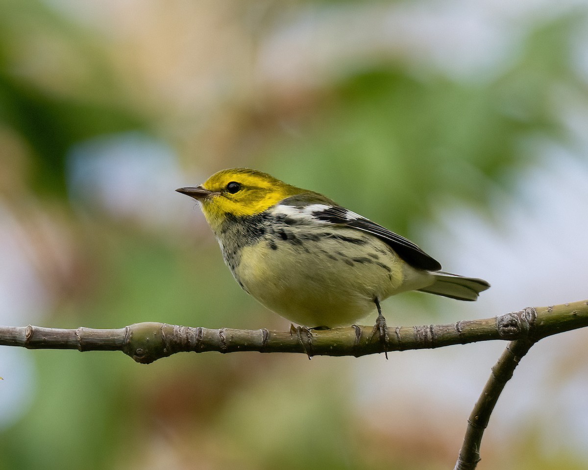 Black-throated Green Warbler - ML609859861