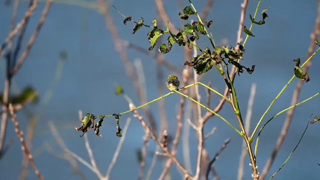 Braunkehl-Waldsänger - ML609859873