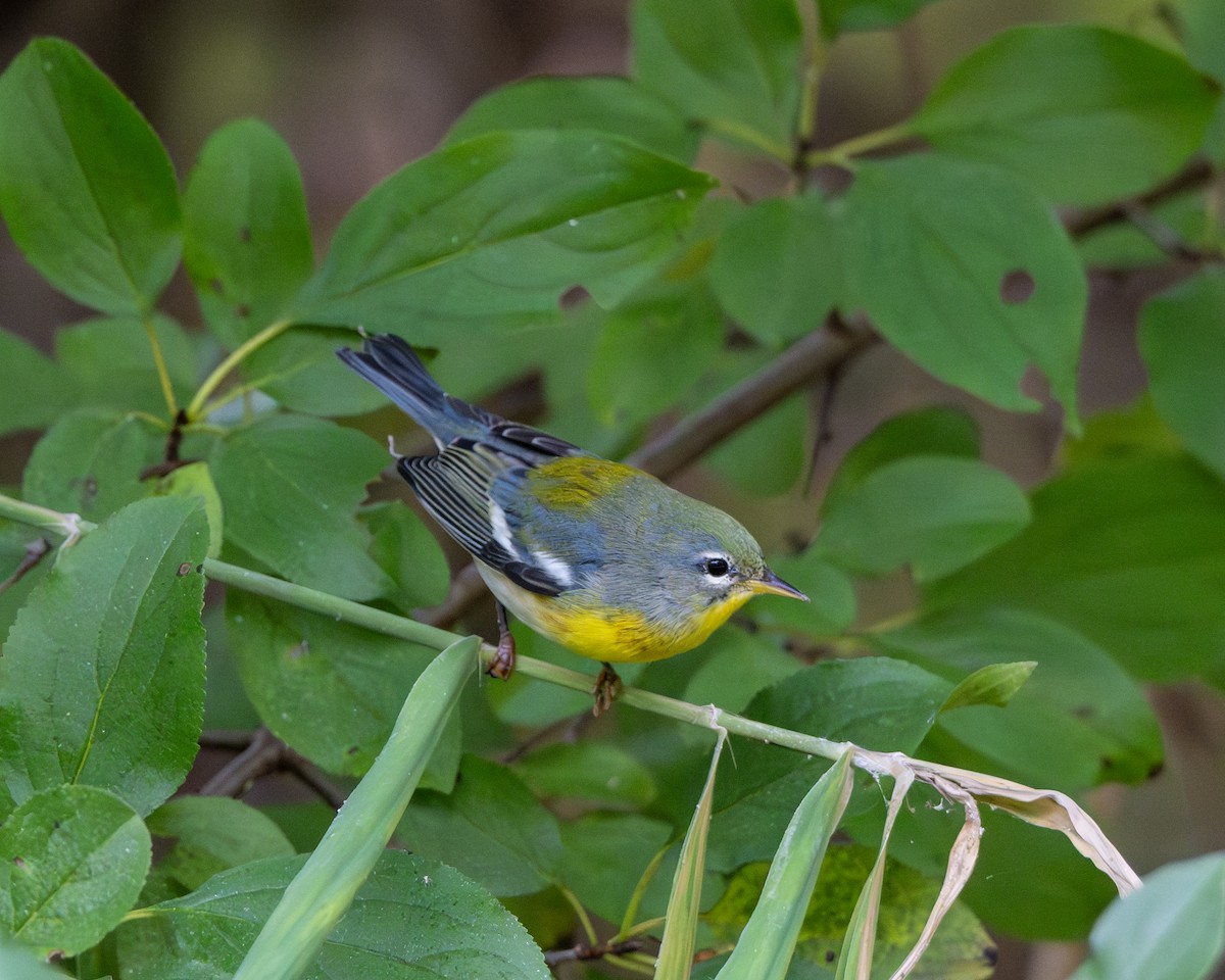 Northern Parula - ML609859877