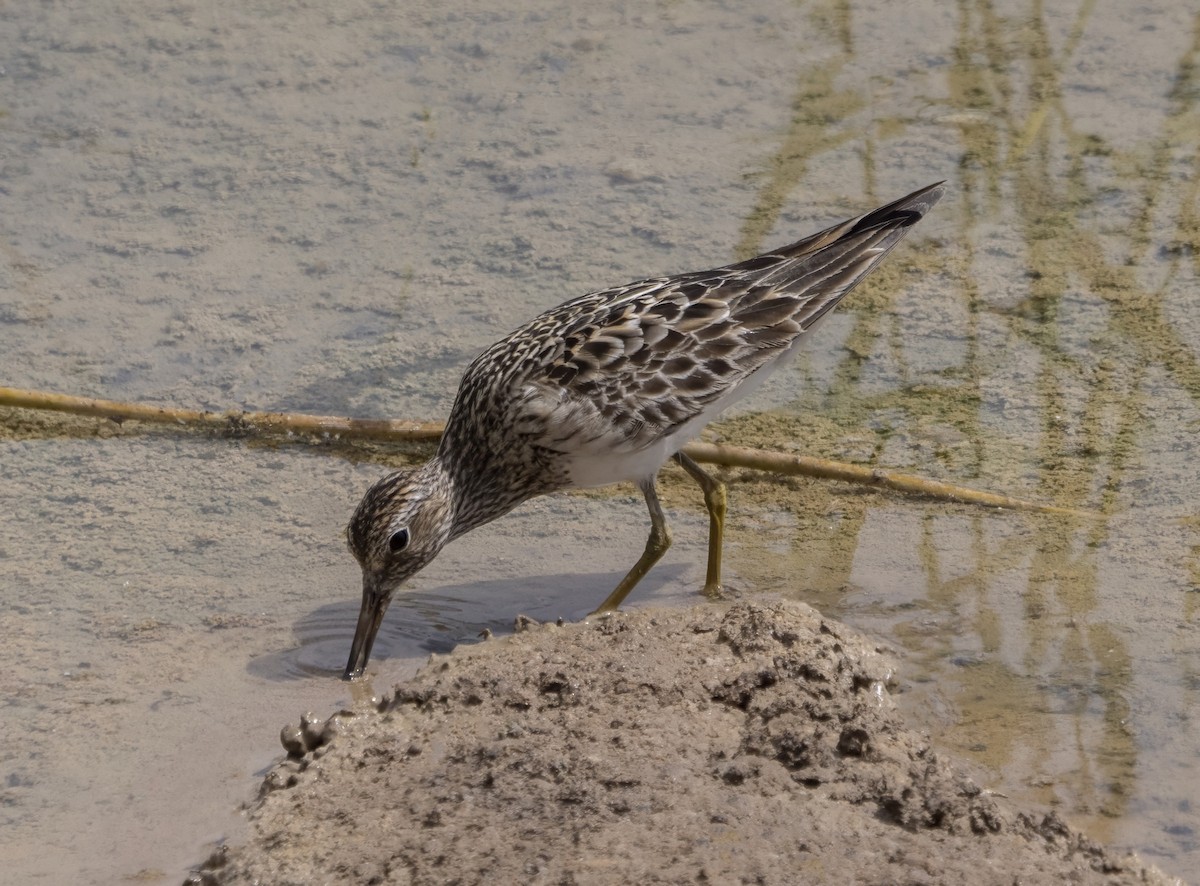 Graubrust-Strandläufer - ML609859898