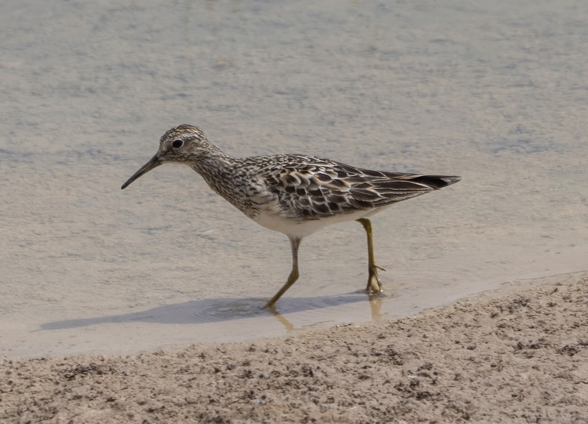 Graubrust-Strandläufer - ML609859899