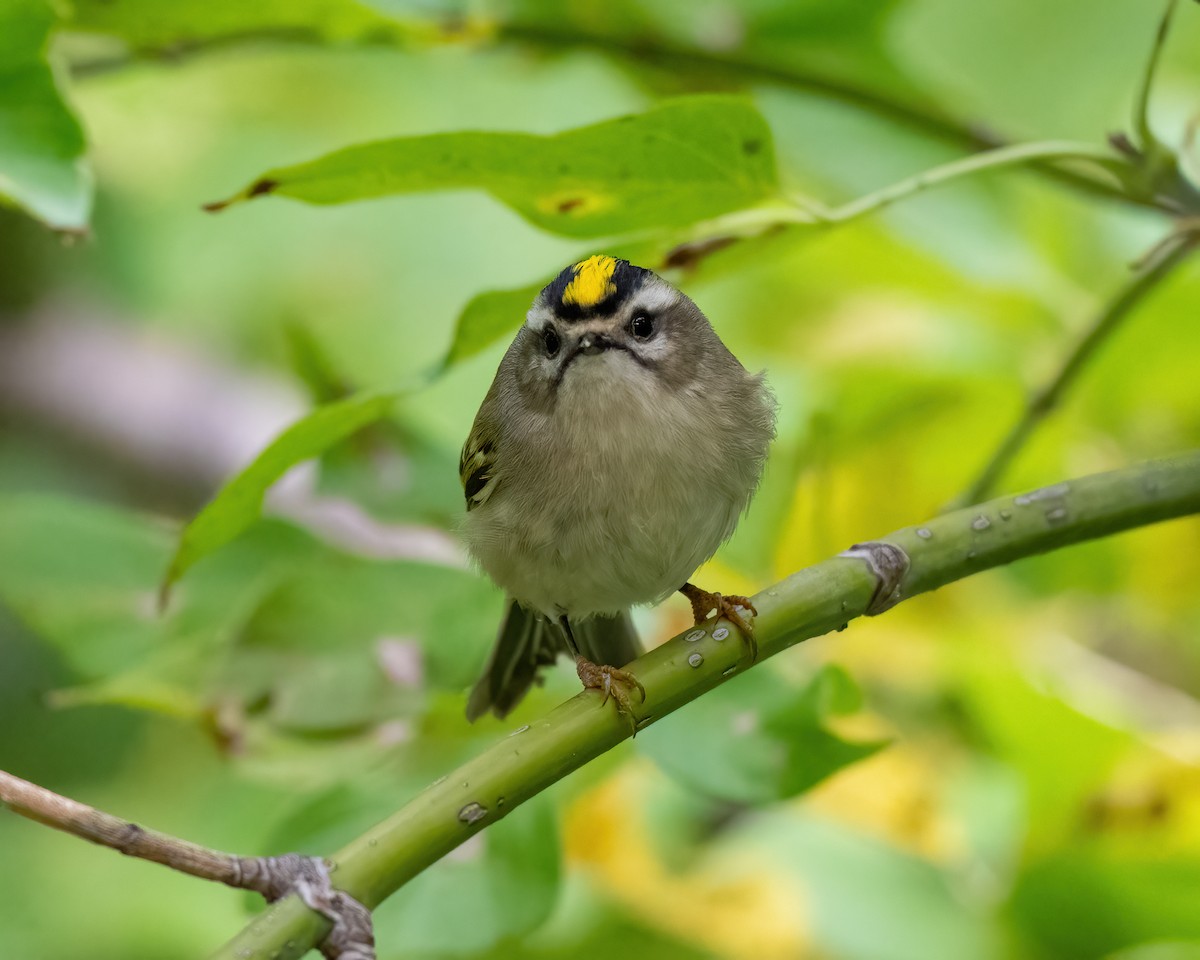 Golden-crowned Kinglet - ML609859903