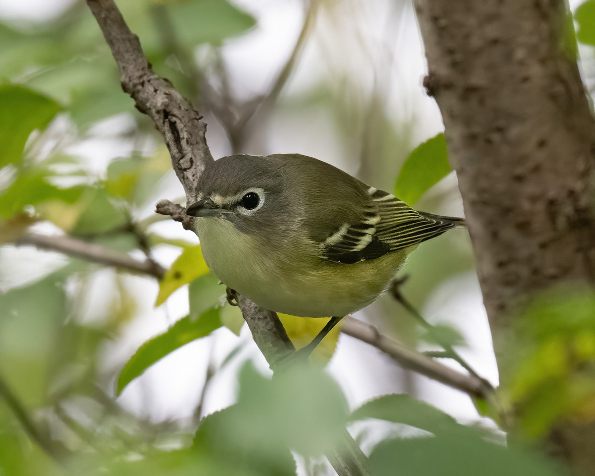 Blue-headed Vireo - ML609859987